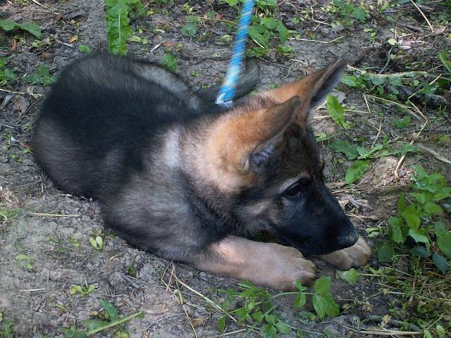 Camping Lodenica Pie��any